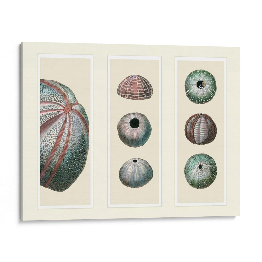 Erizos De Mar En 3 Paneles - Fab Funky | Cuadro decorativo de Canvas Lab