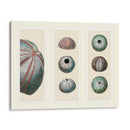 Erizos De Mar En 3 Paneles - Fab Funky | Cuadro decorativo de Canvas Lab