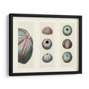 Erizos De Mar En 3 Paneles - Fab Funky | Cuadro decorativo de Canvas Lab
