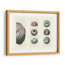 Erizos De Mar En 3 Paneles - Fab Funky | Cuadro decorativo de Canvas Lab