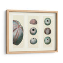 Erizos De Mar En 3 Paneles - Fab Funky | Cuadro decorativo de Canvas Lab