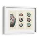 Erizos De Mar En 3 Paneles - Fab Funky | Cuadro decorativo de Canvas Lab