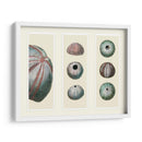 Erizos De Mar En 3 Paneles - Fab Funky | Cuadro decorativo de Canvas Lab
