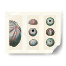Erizos De Mar En 3 Paneles - Fab Funky | Cuadro decorativo de Canvas Lab