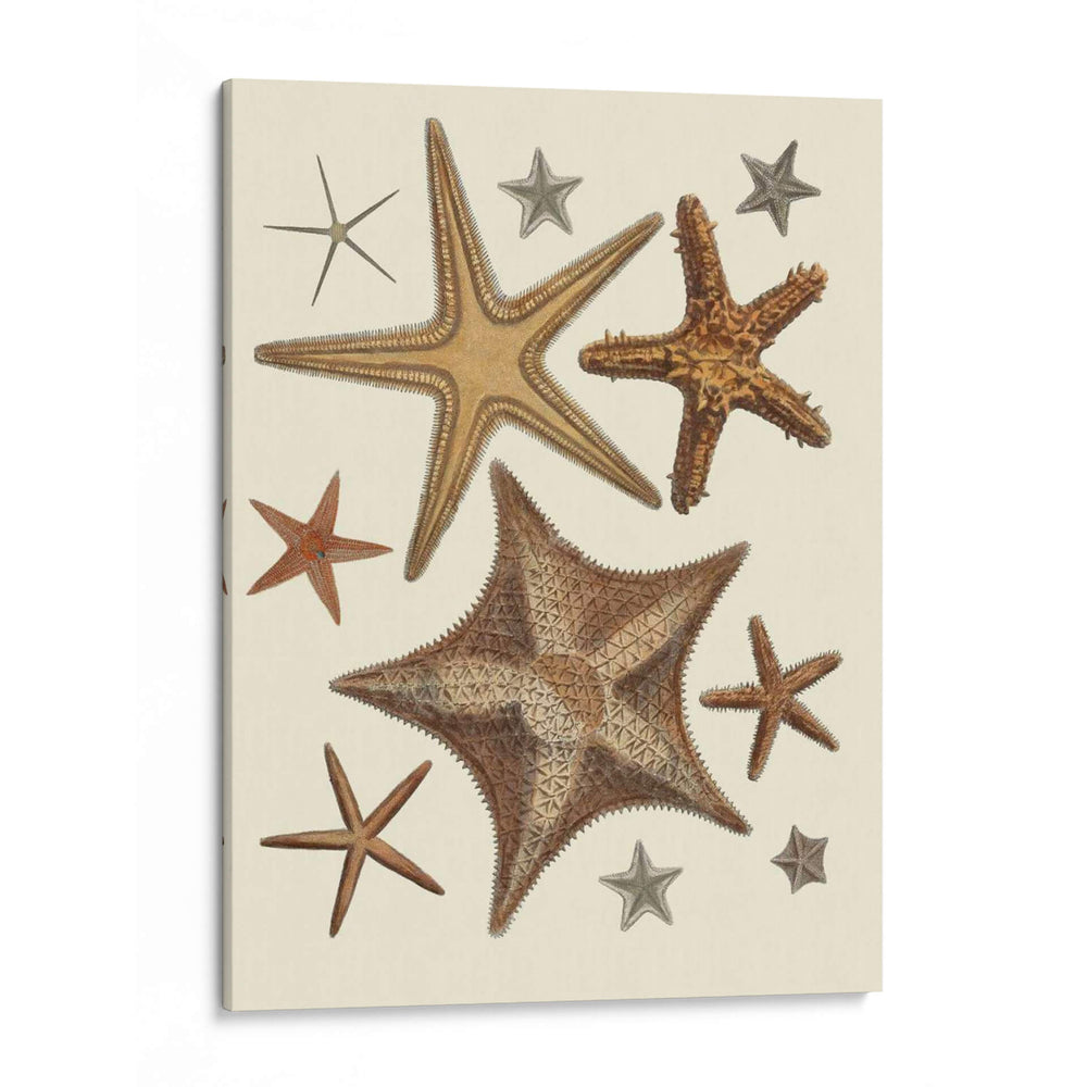 Colección De Estrellas De Mar 1 - Fab Funky | Cuadro decorativo de Canvas Lab