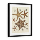 Colección De Estrellas De Mar 1 - Fab Funky | Cuadro decorativo de Canvas Lab