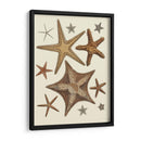 Colección De Estrellas De Mar 1 - Fab Funky | Cuadro decorativo de Canvas Lab