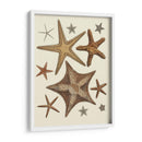 Colección De Estrellas De Mar 1 - Fab Funky | Cuadro decorativo de Canvas Lab