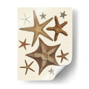 Colección De Estrellas De Mar 1 - Fab Funky | Cuadro decorativo de Canvas Lab
