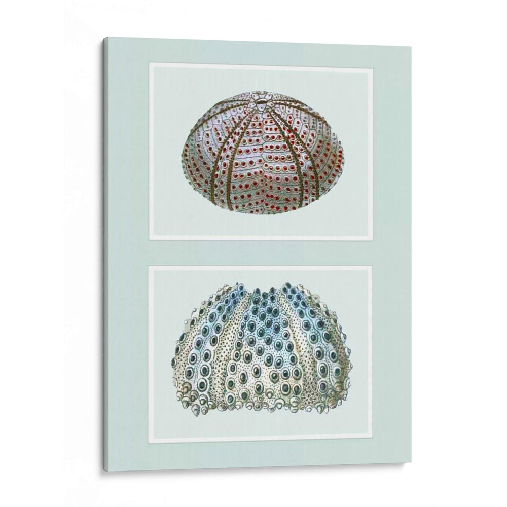 Urchin De Mar Impresión En 2 Paneles - Fab Funky | Cuadro decorativo de Canvas Lab