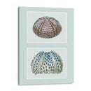 Urchin De Mar Impresión En 2 Paneles - Fab Funky | Cuadro decorativo de Canvas Lab