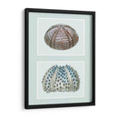 Urchin De Mar Impresión En 2 Paneles - Fab Funky | Cuadro decorativo de Canvas Lab