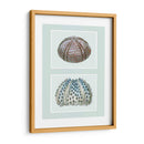 Urchin De Mar Impresión En 2 Paneles - Fab Funky | Cuadro decorativo de Canvas Lab