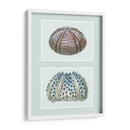 Urchin De Mar Impresión En 2 Paneles - Fab Funky | Cuadro decorativo de Canvas Lab