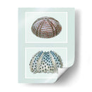 Urchin De Mar Impresión En 2 Paneles - Fab Funky | Cuadro decorativo de Canvas Lab