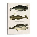 Trío De Ballenas Vintage - Fab Funky | Cuadro decorativo de Canvas Lab