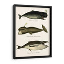 Trío De Ballenas Vintage - Fab Funky | Cuadro decorativo de Canvas Lab