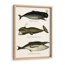 Trío De Ballenas Vintage - Fab Funky | Cuadro decorativo de Canvas Lab