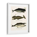 Trío De Ballenas Vintage - Fab Funky | Cuadro decorativo de Canvas Lab