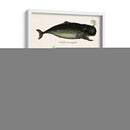 Trío De Ballenas Vintage - Fab Funky | Cuadro decorativo de Canvas Lab