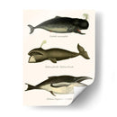 Trío De Ballenas Vintage - Fab Funky | Cuadro decorativo de Canvas Lab