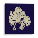 Algas Marinas En La Marina Iv - Vision Studio | Cuadro decorativo de Canvas Lab