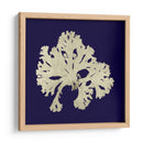 Algas Marinas En La Marina Iv - Vision Studio | Cuadro decorativo de Canvas Lab