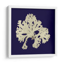 Algas Marinas En La Marina Iv - Vision Studio | Cuadro decorativo de Canvas Lab