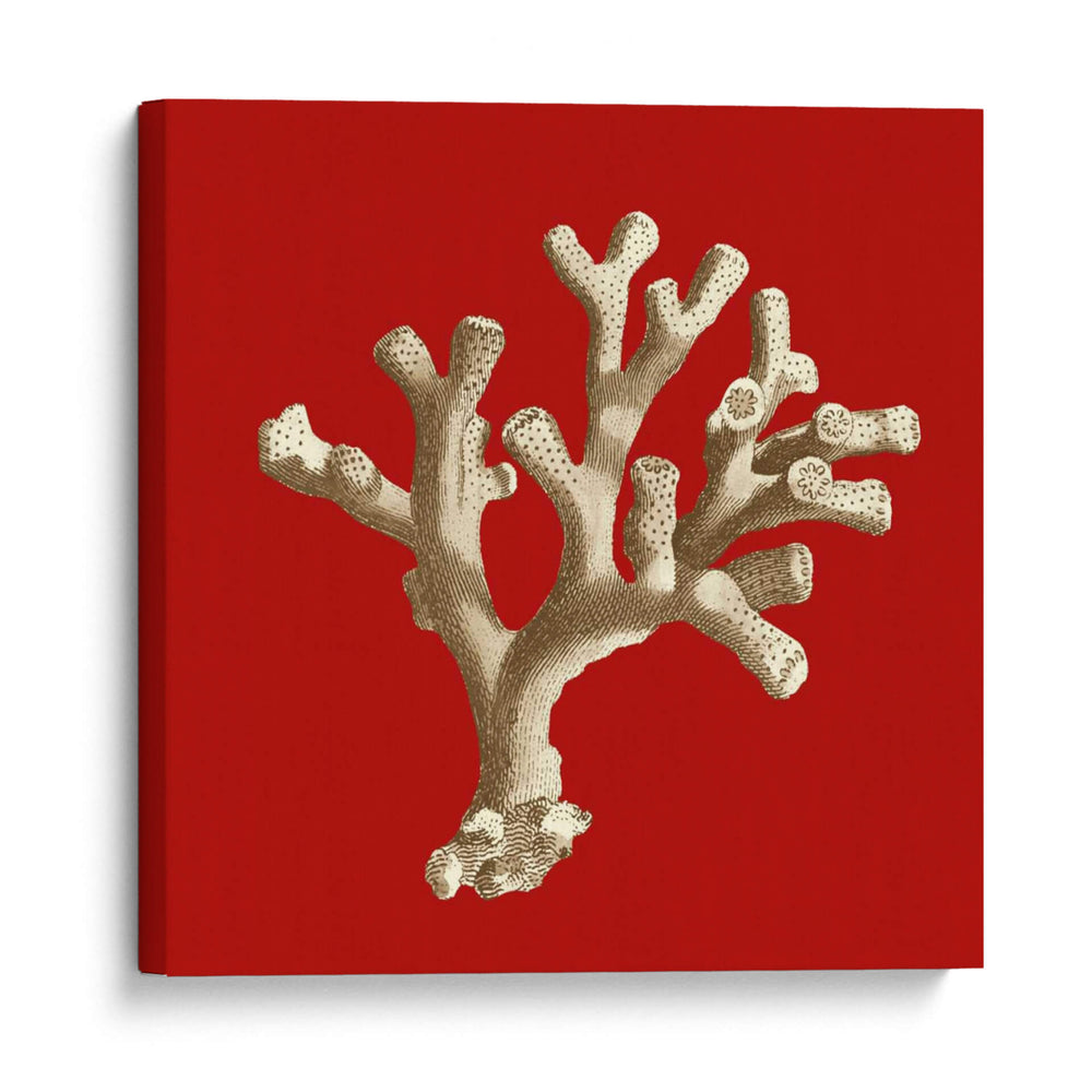 Coral Pequeño En Rojo Ii - Vision Studio | Cuadro decorativo de Canvas Lab