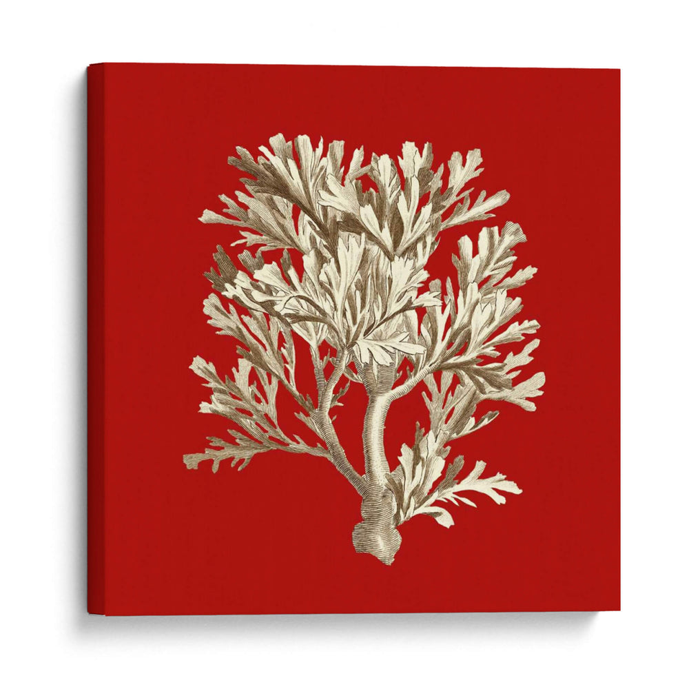 Coral Pequeño En Rojo Iv - Vision Studio | Cuadro decorativo de Canvas Lab