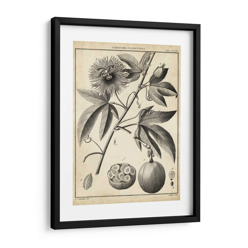 Passiflora I - Sellier | Cuadro decorativo de Canvas Lab