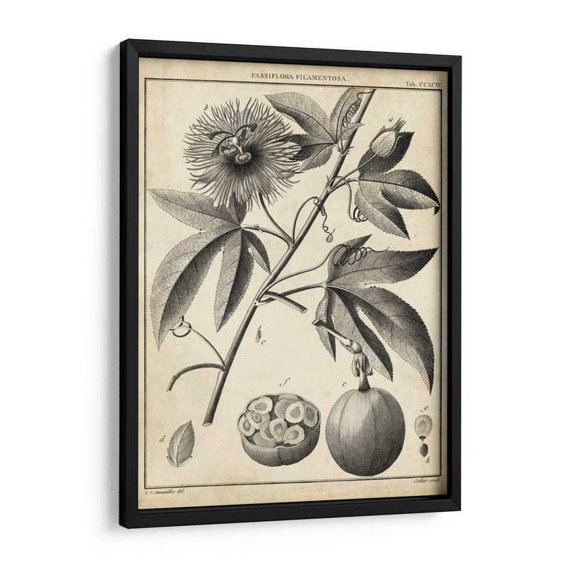 Passiflora I - Sellier | Cuadro decorativo de Canvas Lab