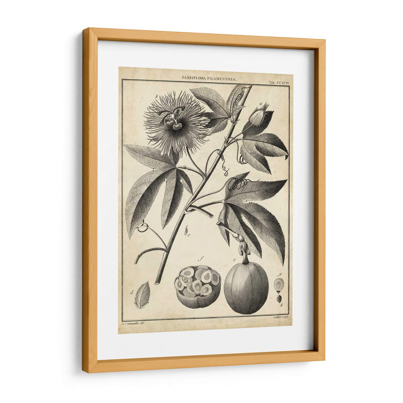 Passiflora I - Sellier | Cuadro decorativo de Canvas Lab