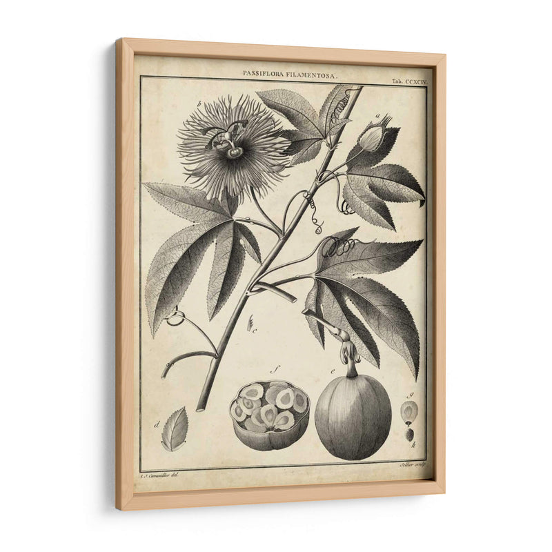 Passiflora I - Sellier | Cuadro decorativo de Canvas Lab