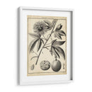 Passiflora I - Sellier | Cuadro decorativo de Canvas Lab