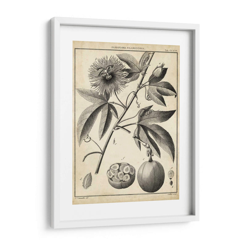 Passiflora I - Sellier | Cuadro decorativo de Canvas Lab