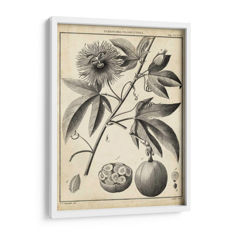 Passiflora I - Sellier | Cuadro decorativo de Canvas Lab