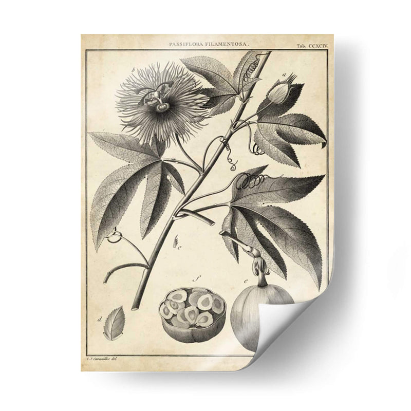 Passiflora I - Sellier | Cuadro decorativo de Canvas Lab