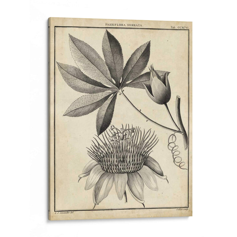 Passiflora Ii - Sellier | Cuadro decorativo de Canvas Lab