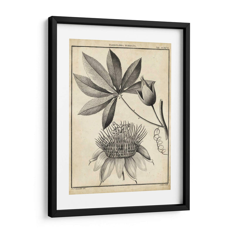 Passiflora Ii - Sellier | Cuadro decorativo de Canvas Lab