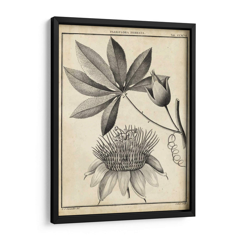 Passiflora Ii - Sellier | Cuadro decorativo de Canvas Lab