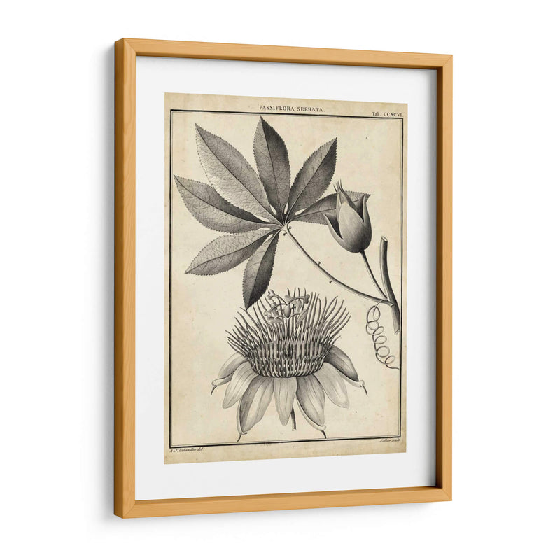 Passiflora Ii - Sellier | Cuadro decorativo de Canvas Lab