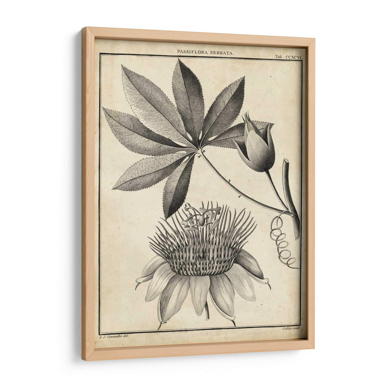 Passiflora Ii - Sellier | Cuadro decorativo de Canvas Lab