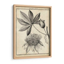 Passiflora Ii - Sellier | Cuadro decorativo de Canvas Lab