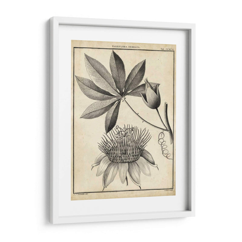 Passiflora Ii - Sellier | Cuadro decorativo de Canvas Lab