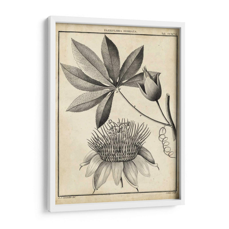 Passiflora Ii - Sellier | Cuadro decorativo de Canvas Lab