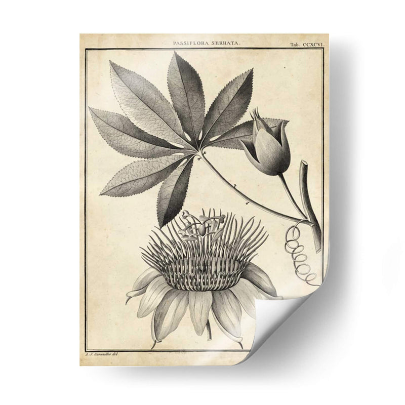 Passiflora Ii - Sellier | Cuadro decorativo de Canvas Lab