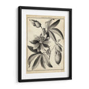 Passiflora Iii - Sellier | Cuadro decorativo de Canvas Lab