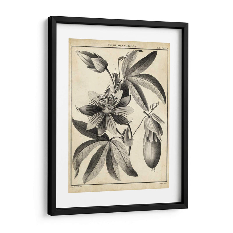 Passiflora Iii - Sellier | Cuadro decorativo de Canvas Lab