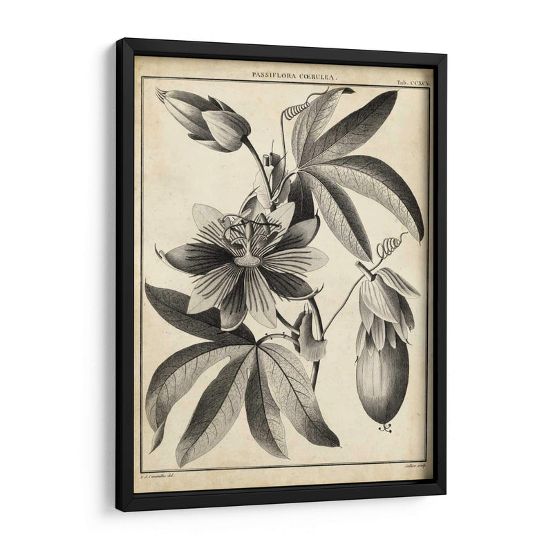 Passiflora Iii - Sellier | Cuadro decorativo de Canvas Lab